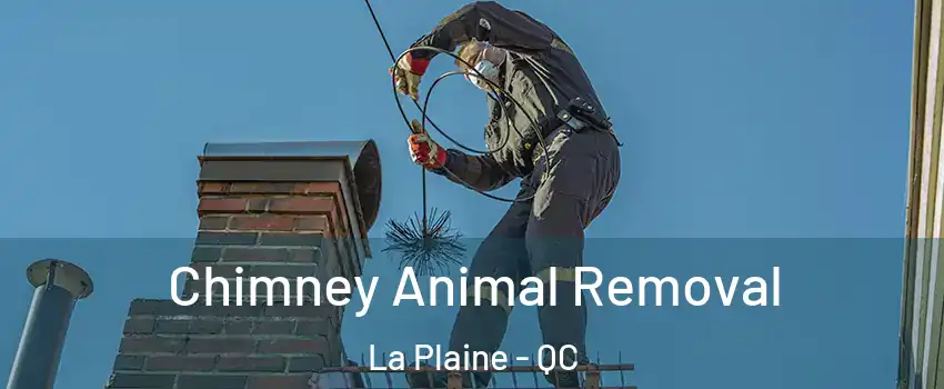 Chimney Animal Removal La Plaine - QC