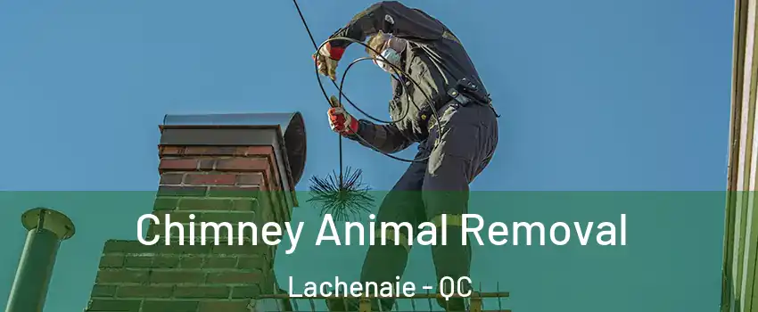 Chimney Animal Removal Lachenaie - QC