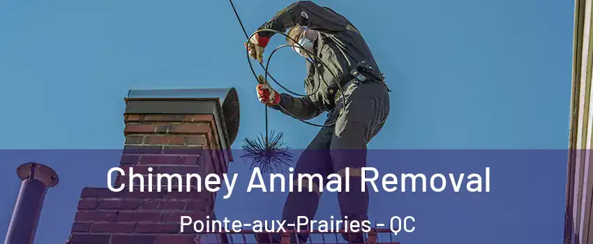 Chimney Animal Removal Pointe-aux-Prairies - QC