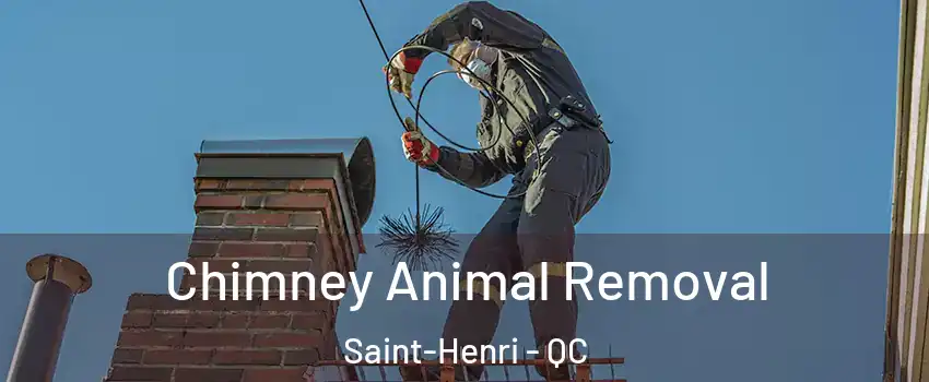 Chimney Animal Removal Saint-Henri - QC