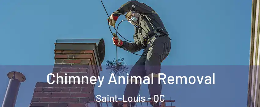 Chimney Animal Removal Saint-Louis - QC