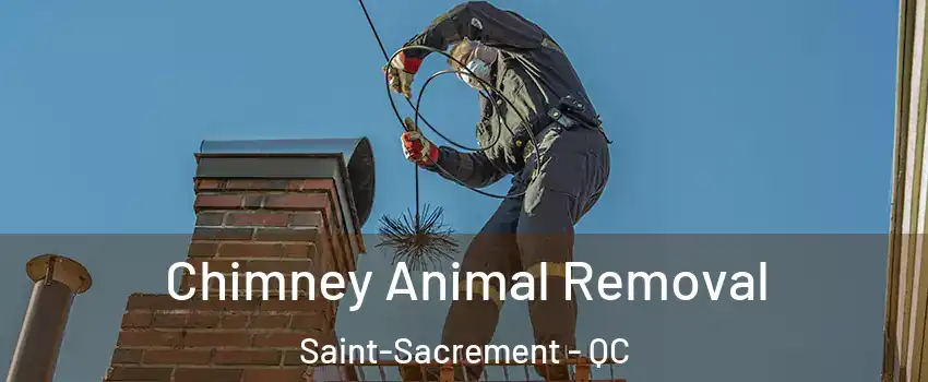 Chimney Animal Removal Saint-Sacrement - QC