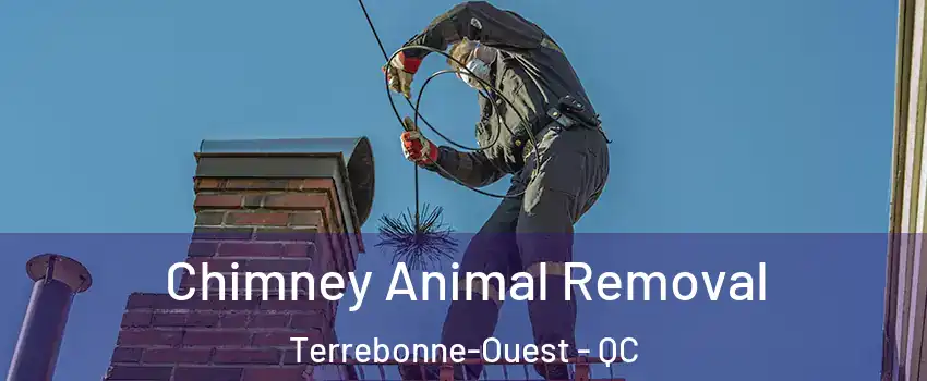 Chimney Animal Removal Terrebonne-Ouest - QC