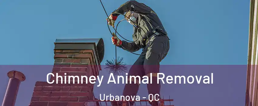 Chimney Animal Removal Urbanova - QC